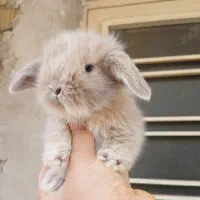 خرگوش لوپ اصیل