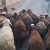 بره|حیوانات مزرعه|مریوان, |دیوار