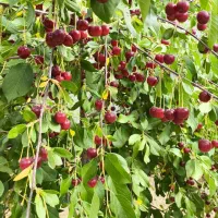 باغ ویلا ۴۵۰ متری راهنمایی و رانندگی