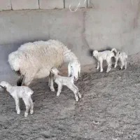 میش چهار قلوزا