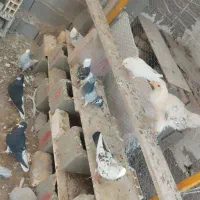 کفتر کبوتر|پرنده|شیراز, درکی|دیوار