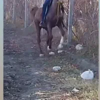 فروش اسب نریان ۷به۸ سال سواری