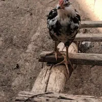 خروس