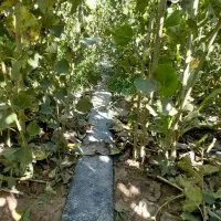 فروش یک قطعه صنوبر