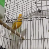 ماده  پرتغالی آماده آماده رابرا کار نداده