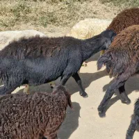 میش وبره