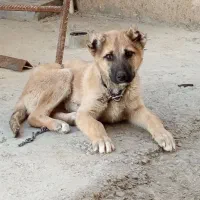 سگ افغان میکس نگهبان