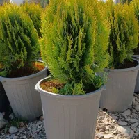 چوب بری وهرس کاری|خدمات باغبانی و درختکاری|چهارباغ, |دیوار