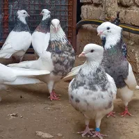 طوقی معمولی بدرنگ|پرنده|آزادشهر, |دیوار