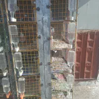 کبوتر ..جفت کن|پرنده|برخوار, |دیوار