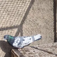 کبوتر|حیوانات|خرمدره, |دیوار