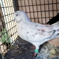 کفتر|پرنده|رودبنه, |دیوار