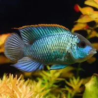 اکواریوم وماهی|ماهی|بندر ماهشهر, |دیوار