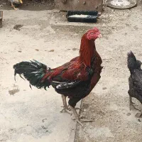 خروس لاری معاوضه با مرغ