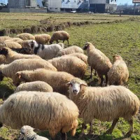 فروش گوسفندنر .ماده  .بز نر .ماده