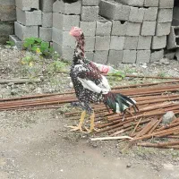 خروس لاری تاج و تخت