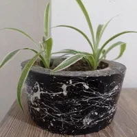 گل گندمی همراه گلدان