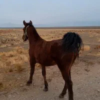 کره مادیون|اسب و تجهیزات اسب‌سواری|مرودشت, رامجرد یک|دیوار