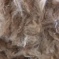 پشم گوسفند تمیز