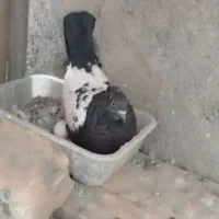 دم سفید و سینه ای زیر قیمت