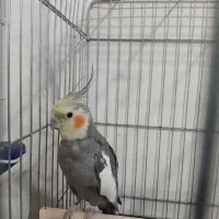 عروس هلندی نر