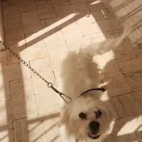 سگ پا کوتاه سفید. خیلی با نمک|سگ|یزد, |دیوار