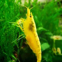 شریمپ یلو گلدن بک