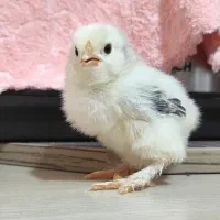جوجه