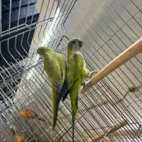 طوطی راهب سبز پسته ای و اپلاین|پرنده|آمل, |دیوار