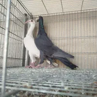 کاریر تعداد|پرنده|اصفهان, ارغوانیه|دیوار