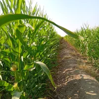 فروش ذرت علوفه