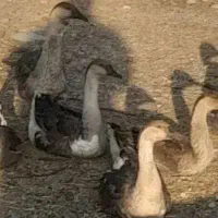 غازتخمگذار|حیوانات مزرعه|یاسوج, |دیوار