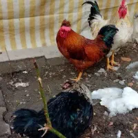 مرغ و خروس|حیوانات مزرعه|مشهد, عامل|دیوار