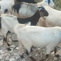 چهل راس بز جوان|حیوانات مزرعه|اهر, |دیوار