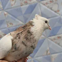 کبوترطوقی خال قدیم