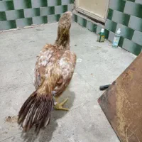 لاری هندی|حیوانات مزرعه|رباطکریم, شهرک صنعتی نصیرآباد|دیوار