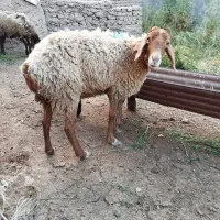 فروش میش بره دار ومیش استاق