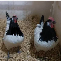 تخم نطفه دار و جوجه اپنزلر،ورورک،لاکنولدر آلمانی|حیوانات مزرعه|مشهد, موعود|دیوار