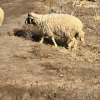 بره|حیوانات مزرعه|زرند, |دیوار