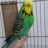 ویپ معاوظع باپرنده