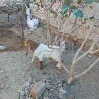 بز با کهرنر|حیوانات مزرعه|زهک, |دیوار