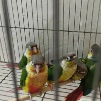 گرینچیک سوپر رد