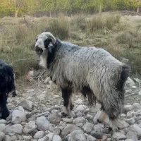 قوچ|حیوانات مزرعه|بوانات, |دیوار