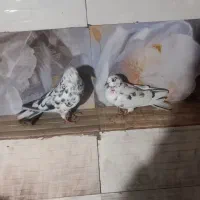 کبوتر پرشی|پرنده|نیر (اردبیل), |دیوار