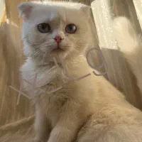 گربه ماده ۹ماهه