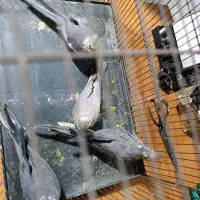 عروس هلندی باجوجه|پرنده|کرج, شهرک سهرابیه|دیوار