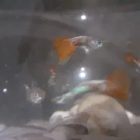 تعداد حدود ۳۰تا ماهی گوپی یا کپی