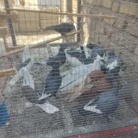 کبوتر،کفتر