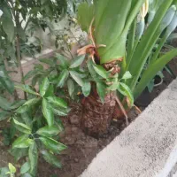 فروش بابا آدم همراه با کلی جوانه