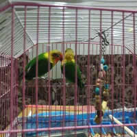 دو عدد توتوی برزیلی|پرنده|بستان آباد, |دیوار